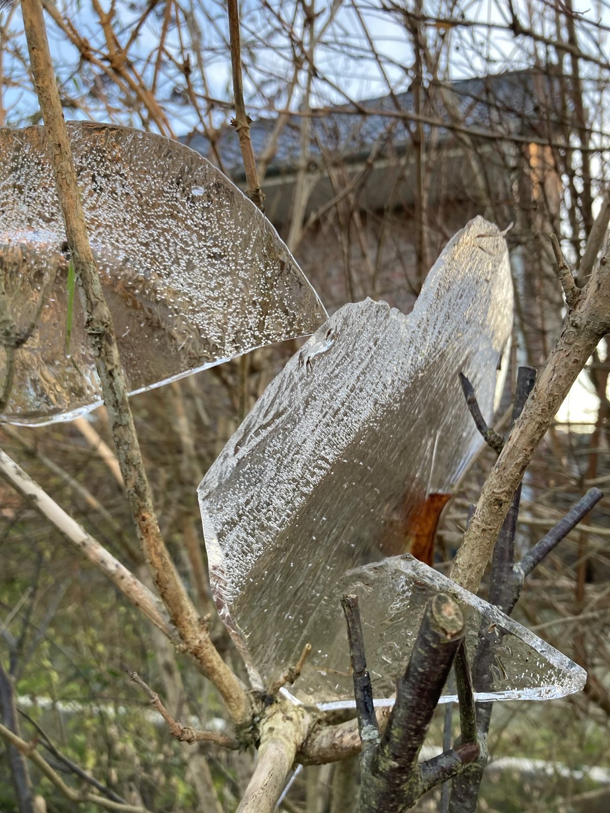 Foto von Eisplatte mit eingefrorenem Laub Anna Hielscher Harmlose Kunst