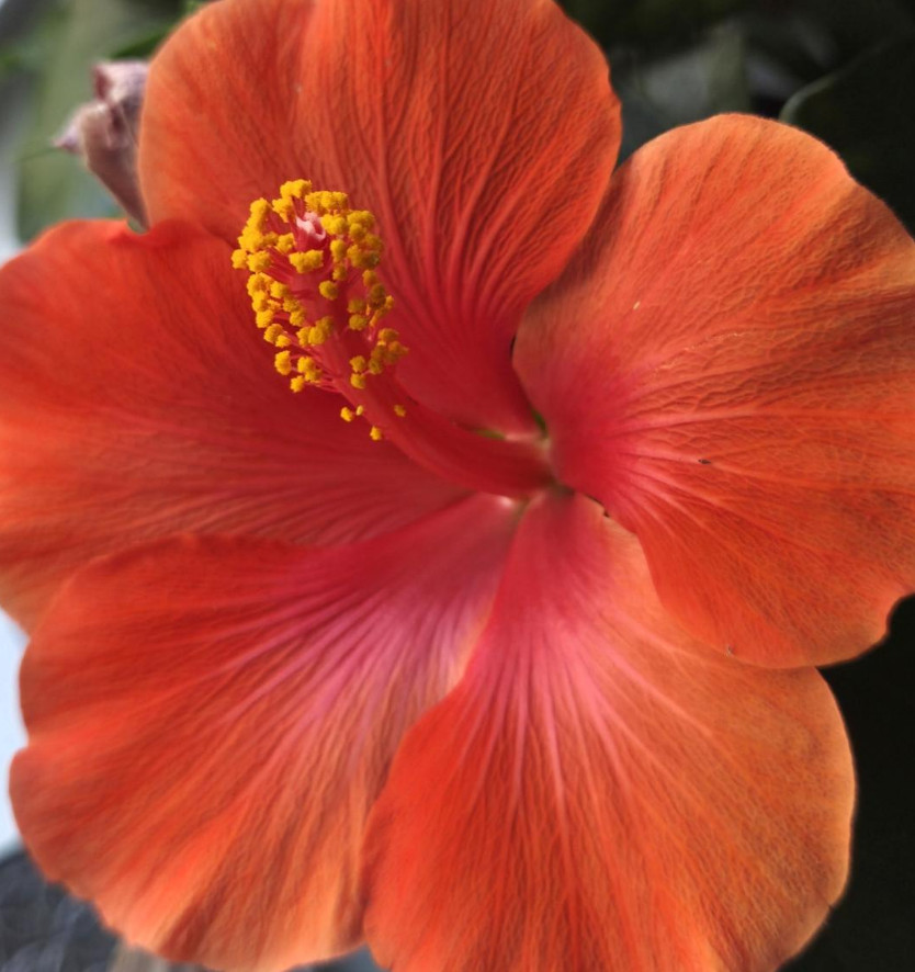 Blumen Harmlose Kraft