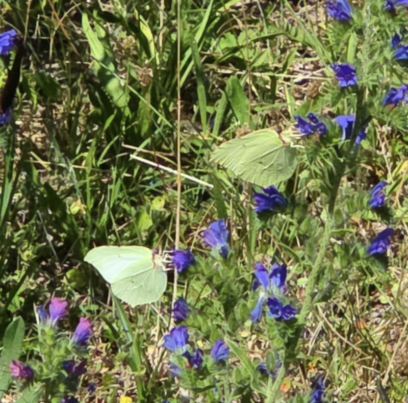 Blumen Harmlose Kraft
