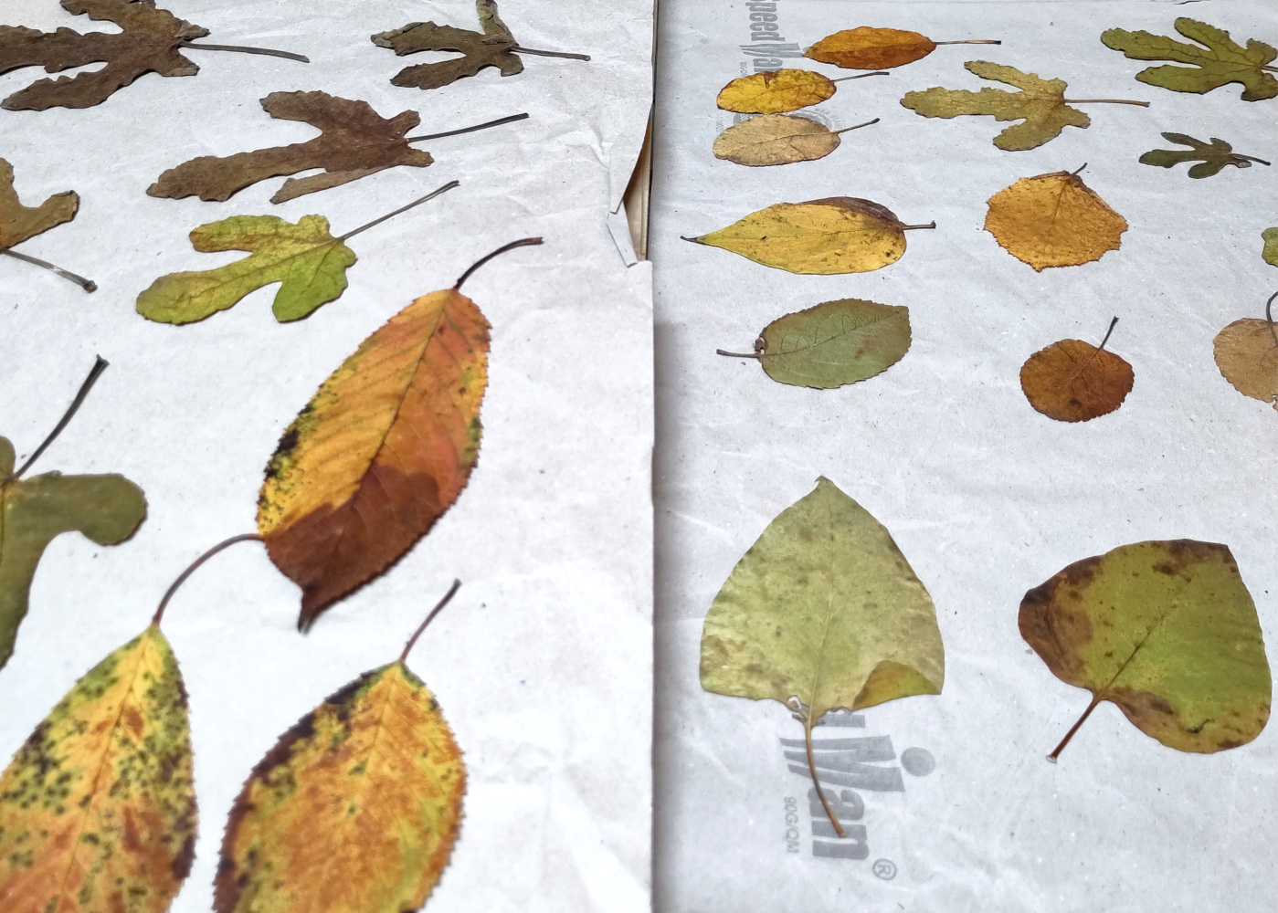 Foto von mehreren getrockneten und gepressten Baum-Blättern. Anna Hielscher Harmlose Kunst
