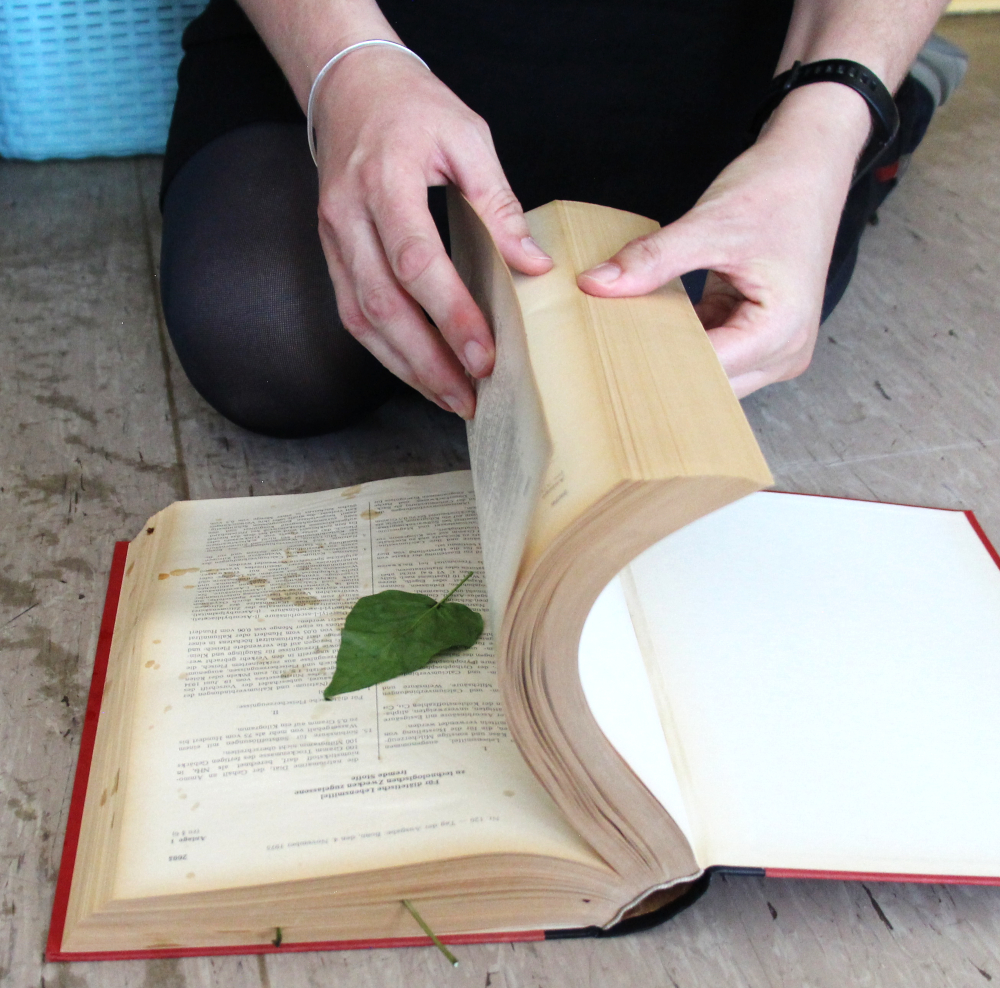 Laub pressen in einem Buch Harmlose Kunst Anna Hielscher