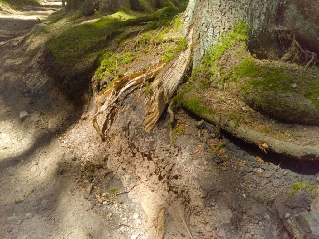 Eine schwarzgraue Schicht im Waldboden: Hier tritt ein fossiler Wald zu Tage. Fundort des im Text beschriebenen Kohlestücks im Wald Harmlose Kunst